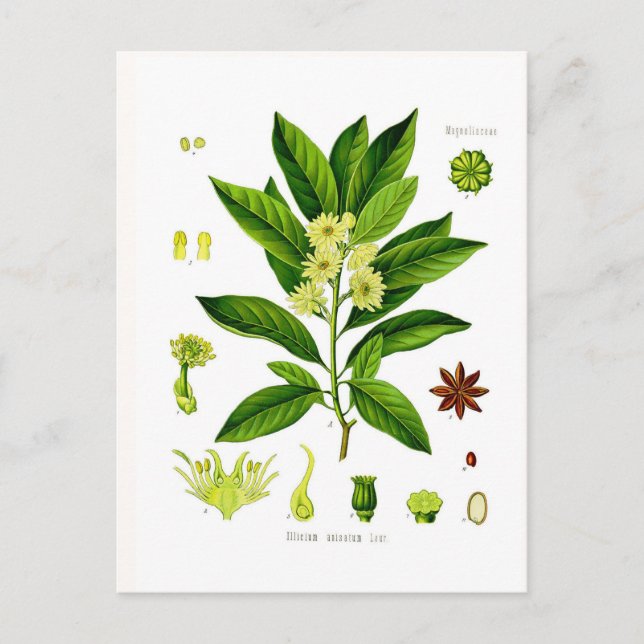 Postal Anís de estrella (Anverso)