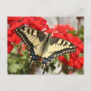 Postal Anise Swallowtail Postcard