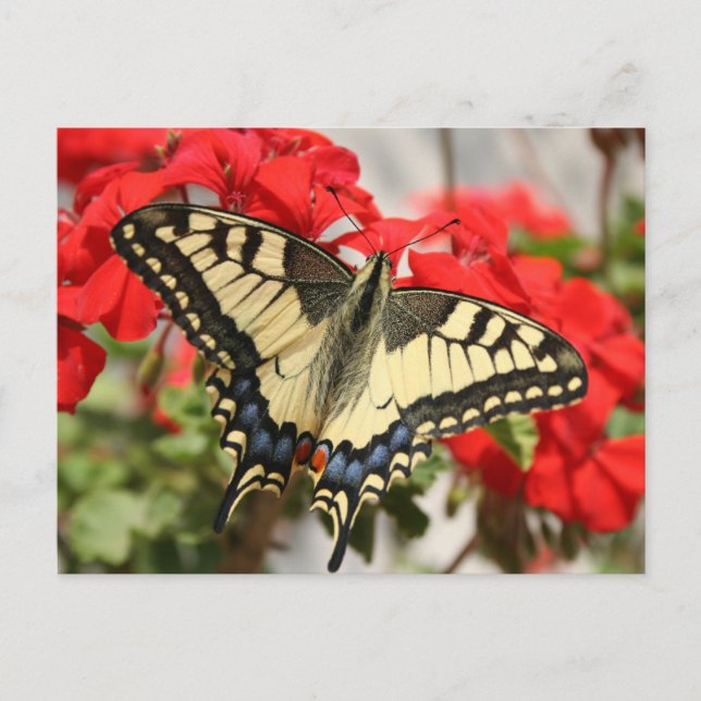 Postal Anise Swallowtail Postcard (Anverso)