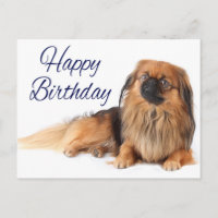 Aniversario pekinés de porcino lindo