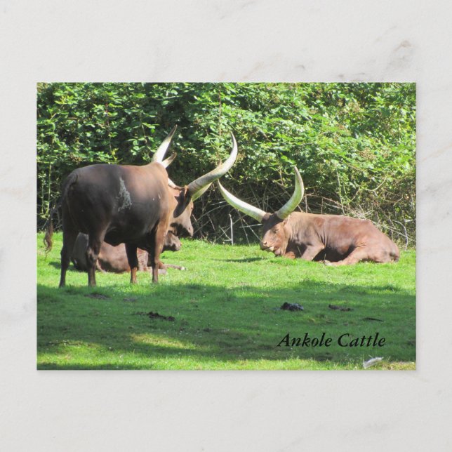 Postal Ankole Cattle (Anverso)