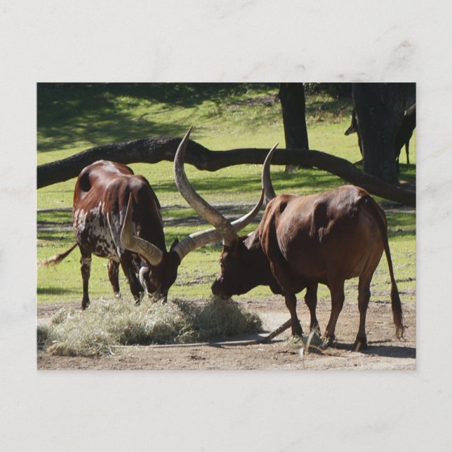 Postal Ankole Cattle #2-2 Postcard (Anverso)