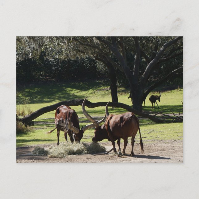 Postal Ankole Cattle #2 Postcard (Anverso)