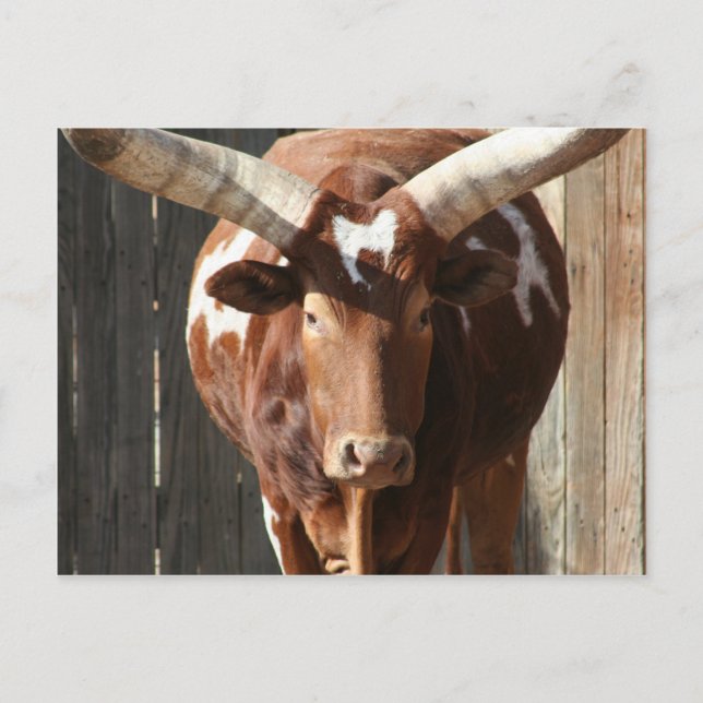 Postal Ankole-Watusi Steer Con Grandes Cuernos (Anverso)