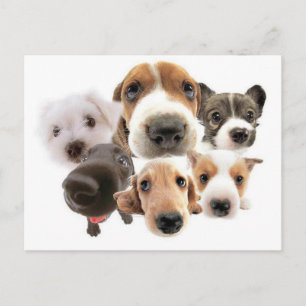 Postal Ann Landers Cita Sobre Perros