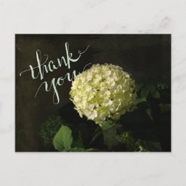 Postal Annabelle Hydrangea Gracias
