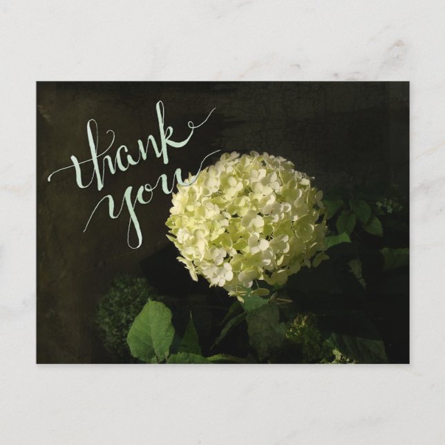 Postal Annabelle Hydrangea Gracias (Anverso)