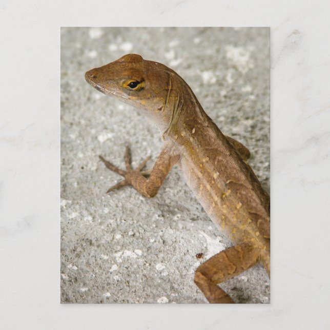 Postal Anole #2 (Anverso)