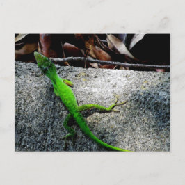 Postal Anole 6704