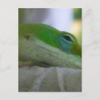 Postal Anole Lizard