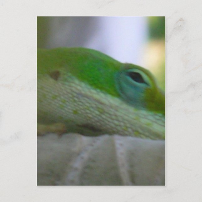 Postal Anole Lizard (Anverso)