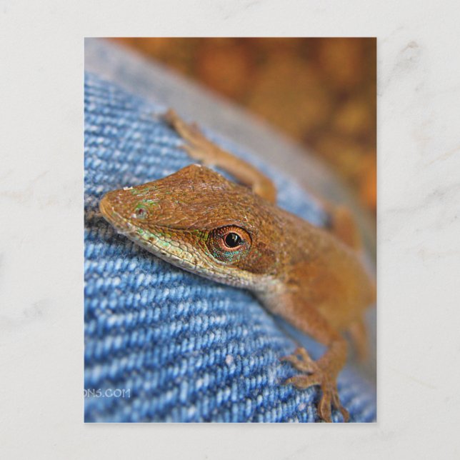 Postal Anole Lizard (Anverso)
