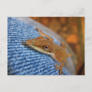 Postal Anole Lizard