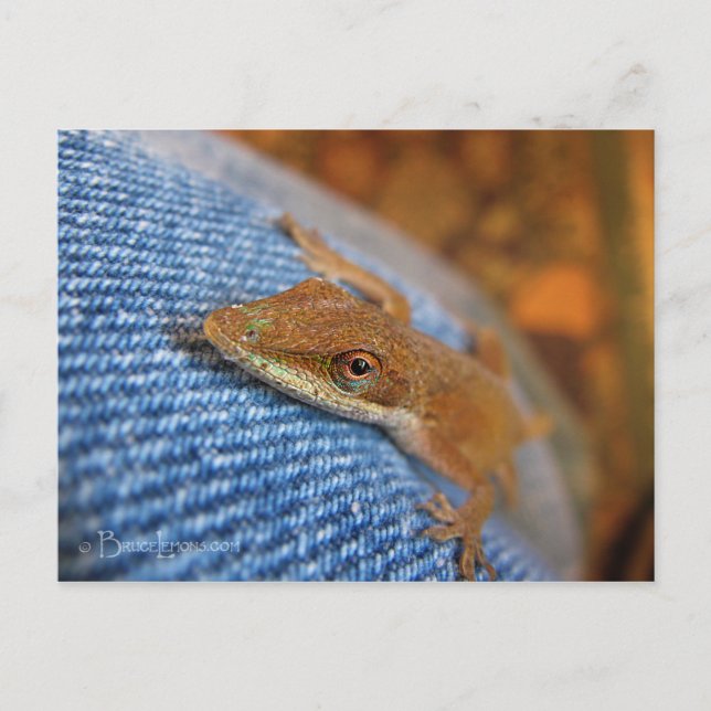 Postal Anole Lizard (Anverso)