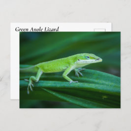 Postal Anole Lizard