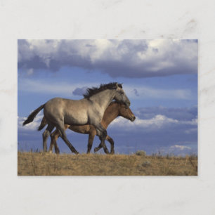 Postal Años en ejecución