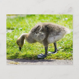 Postal Ansarón adorable del ganso de Canadá
