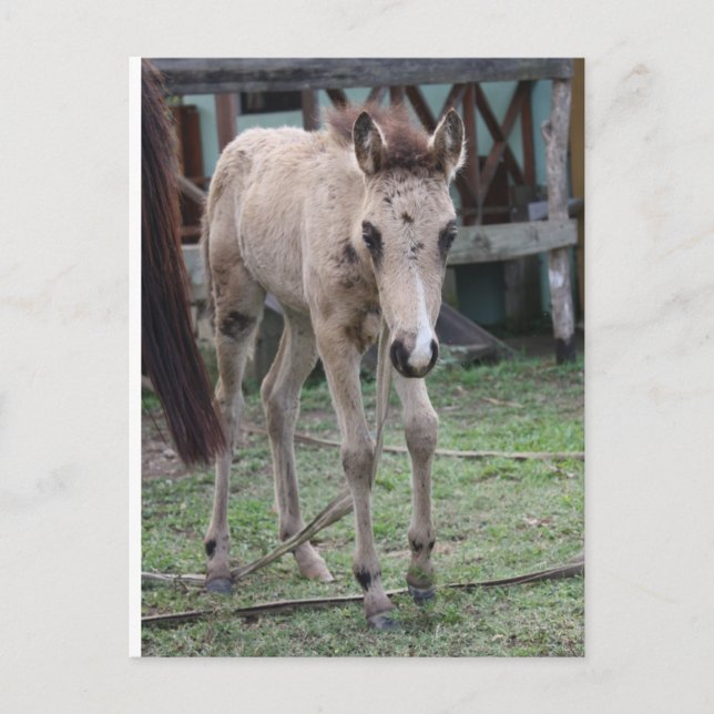 Postal Anse1 (Anverso)