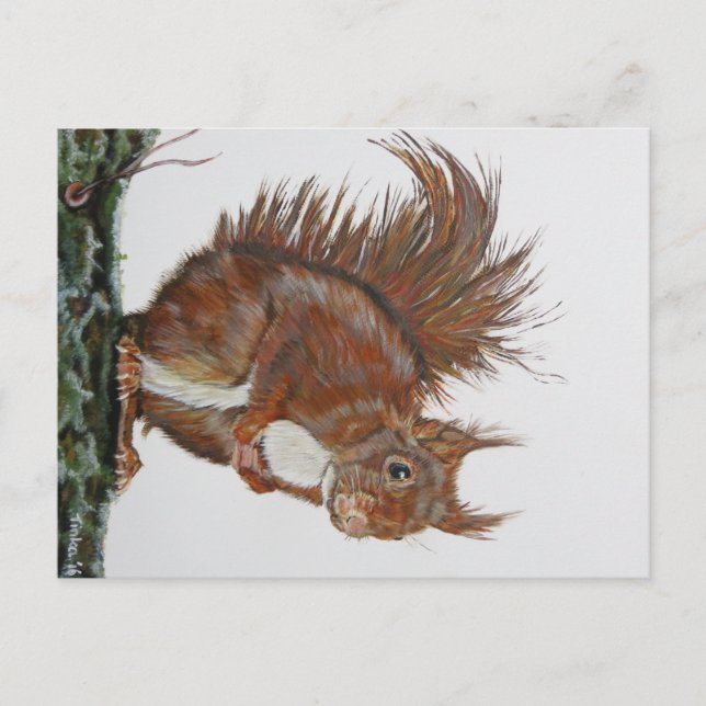 Postal Ansichtkaart Eekhoorn. (Anverso)