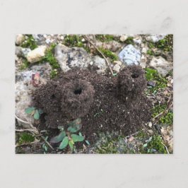 Postal Ant Castle Postcard