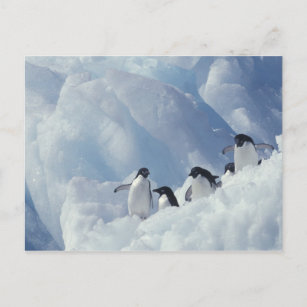 Postal Antártica. Pingüinos de Adelie