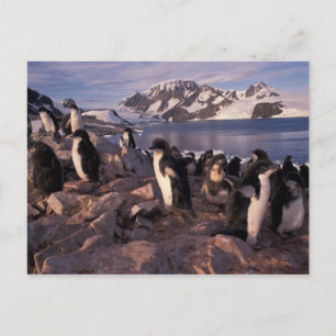 Postal Antártida, crías de pingüino de Adelia