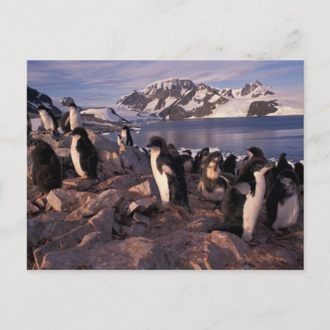 Postal Antártida, crías de pingüino de Adelia (Anverso)