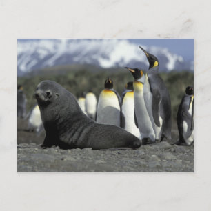 Postal Antártida, isla de Georgia del Sur. Pieles antárti