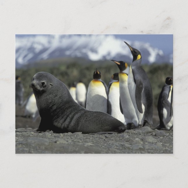 Postal Antártida, isla de Georgia del Sur. Pieles antárti (Anverso)