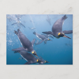 Postal Antártida, Isla Georgia del Sur (Reino Unido), 2