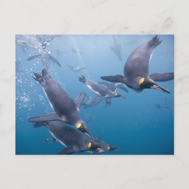 Postal Antártida, Isla Georgia del Sur (Reino Unido), 2 (Anverso)