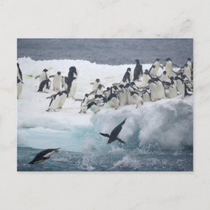 Postal Antártida, Isla Paulet. Pingüinos Adelie
