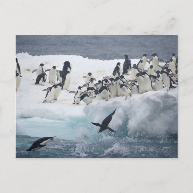 Postal Antártida, Isla Paulet. Pingüinos Adelie (Anverso)