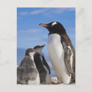 Postal Antártida, Neko Cove (Puerto). Pingüino de Gentoo 