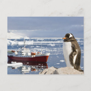 Postal Antártida, Neko Cove (puerto). Pingüino de Gentoo