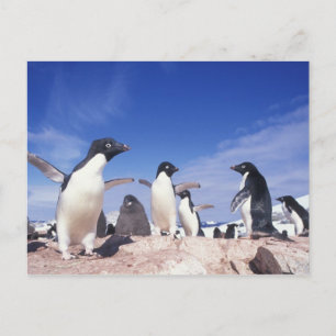 Postal Antártida, Pingüino Adelie Pygoscelis