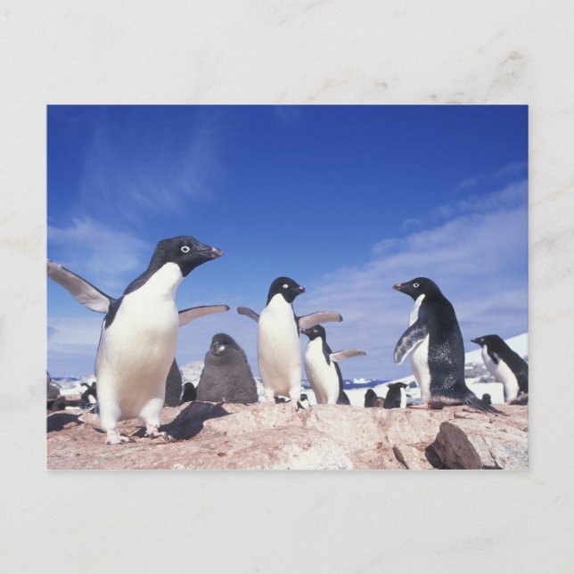 Postal Antártida, Pingüino Adelie Pygoscelis (Anverso)