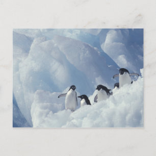 Postal Antártida. Pingüinos Adelie