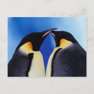 Postal Antártida, pingüinos emperadores