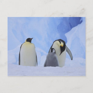 Postal Antártida. Pingüinos emperadores y cría
