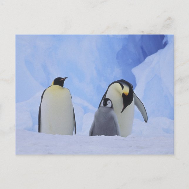 Postal Antártida. Pingüinos emperadores y cría (Anverso)