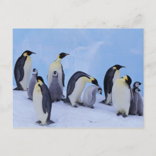 Postal Antártida, Pingüinos Emporer