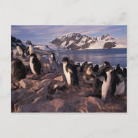 Antártida, pollitos de pingüino de Adelie