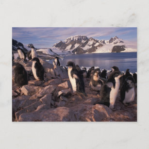 Postal Antártida, pollitos de pingüino de Adelie