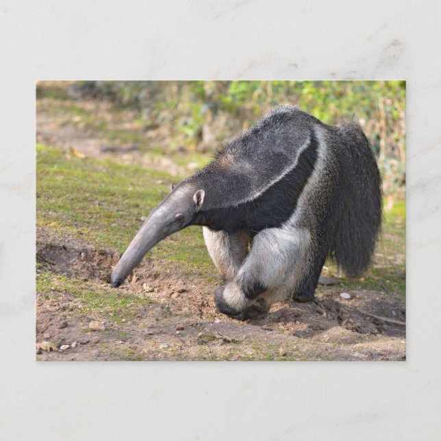Postal Anteater gigante caminando sobre hierba (Anverso)