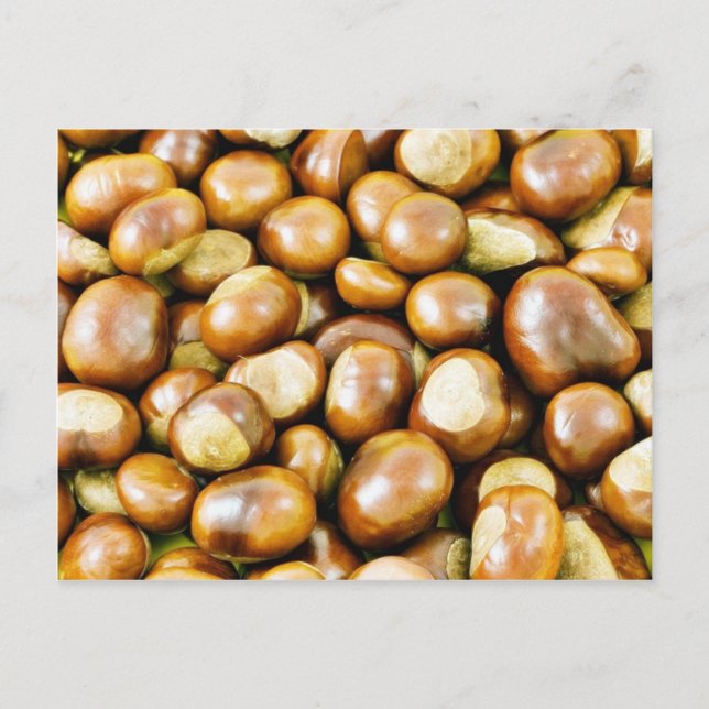 Postal Antecedentes De Los Conkers (Anverso)