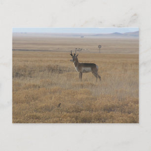 Postal Antelope Contemplante