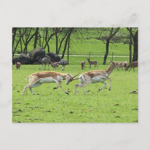 Postal Antelope de Blackbuck