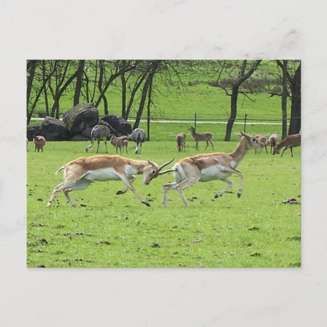 Postal Antelope de Blackbuck (Anverso)