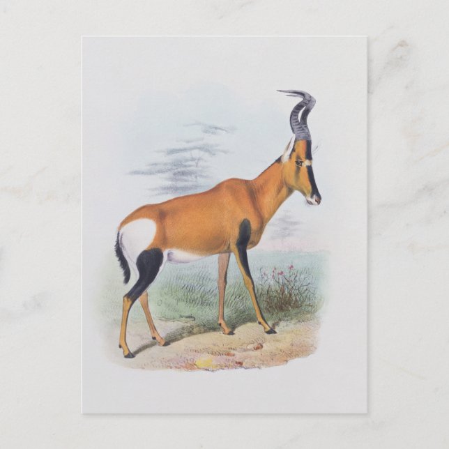 Postal Antelope, de "The Book of Antelopes", (Anverso)